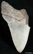 Partial Inch Megalodon Tooth - Dagger! #2497-1